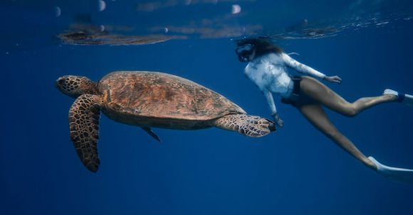 Snorkel - Full body of unrecognizable female diver in swimsuit swimming in oxygen mask near large turtle with bubbles on water surface