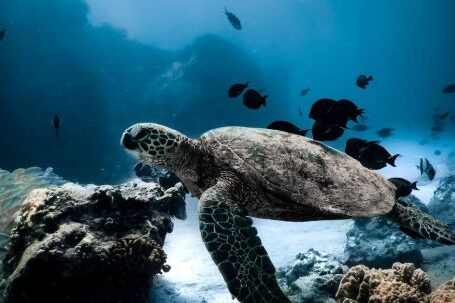 Diving Locations - Brown and Black Turtle Under Water