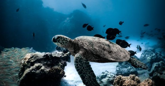 Diving Locations - Brown and Black Turtle Under Water