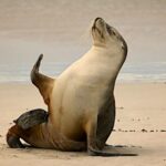 Marine - Sea Lion on Near Seashore during Daytime