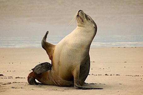 Marine - Sea Lion on Near Seashore during Daytime