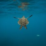 Diving Locations - Gray Turtle