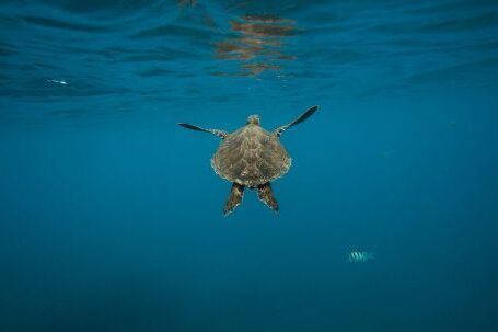 Diving Locations - Gray Turtle