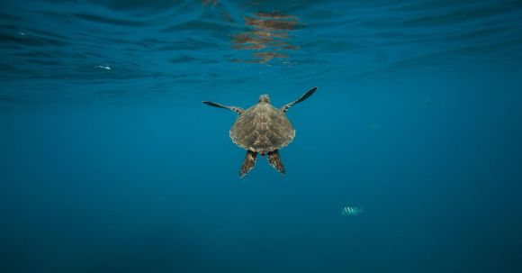 Diving Locations - Gray Turtle