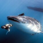 Scuba Diving - Scuba Diver swims beside a Whale Shark