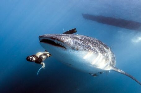 Scuba Diving - Scuba Diver swims beside a Whale Shark