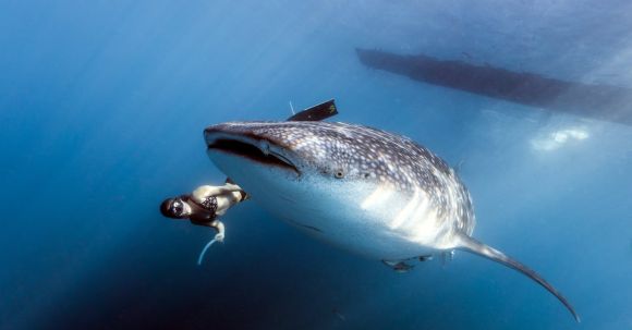 Scuba Diving - Scuba Diver swims beside a Whale Shark