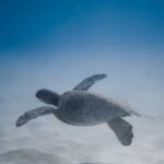 Snorkel - Adorable turtle swimming undersea near sandy bottom