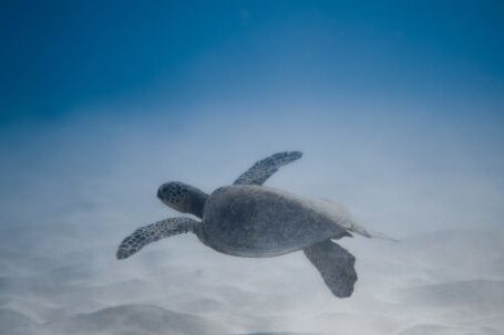 Snorkel - Adorable turtle swimming undersea near sandy bottom
