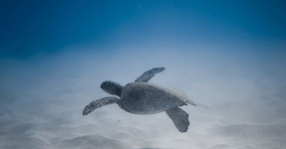 Snorkel - Adorable turtle swimming undersea near sandy bottom