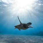 Marine - Underwater Photography of Turtle