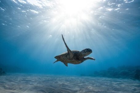 Marine - Underwater Photography of Turtle