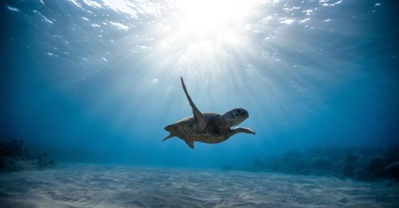 Marine - Underwater Photography of Turtle