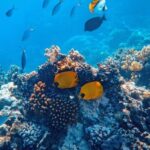 Coral Reef - Underwater Photography of Fish