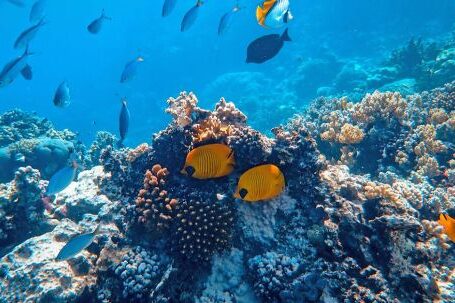 Coral Reef - Underwater Photography of Fish