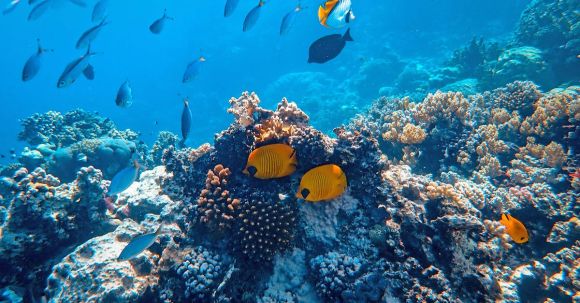 Coral Reef - Underwater Photography of Fish