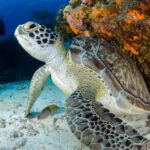 Diving Locations - Brown and Black Turtle on Seabed