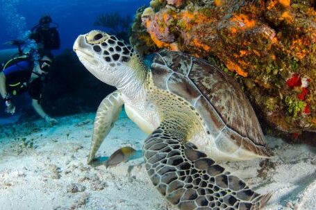 Diving Locations - Brown and Black Turtle on Seabed