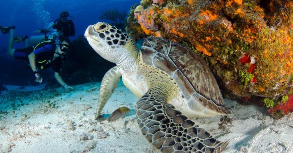 Diving Locations - Brown and Black Turtle on Seabed