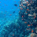 Coral Reef - Photo of Fishes Near Coral Reef