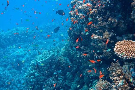 Coral Reef - Photo of Fishes Near Coral Reef