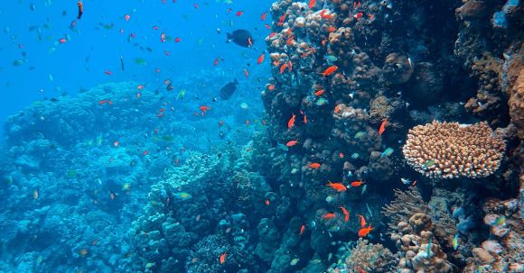 Coral Reef - Photo of Fishes Near Coral Reef