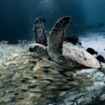 Diving Locations - A Turtle Swimming with a School of Fish Underwater