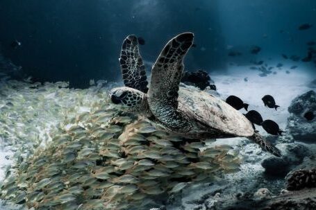 Diving Locations - A Turtle Swimming with a School of Fish Underwater