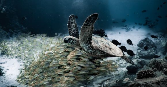 Diving Locations - A Turtle Swimming with a School of Fish Underwater