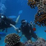 Coral Reef - Three People Diving On Body Of Water