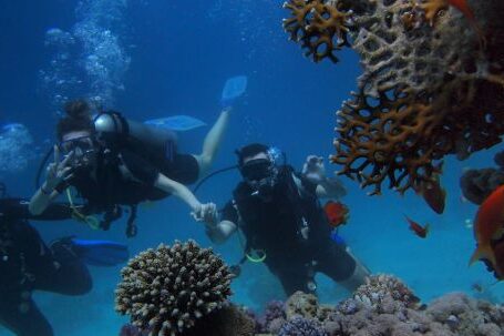 Coral Reef - Three People Diving On Body Of Water