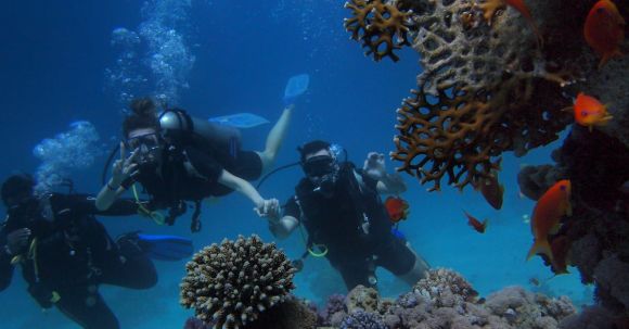 Coral Reef - Three People Diving On Body Of Water