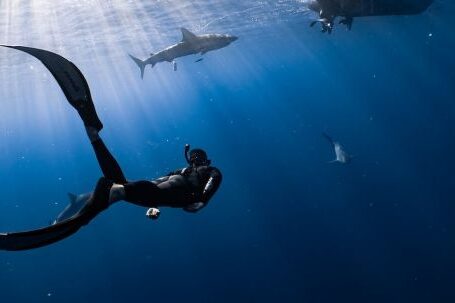 Wetsuit - Anonymous diver swimming undersea near big fish