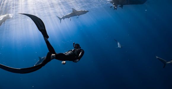 Wetsuit - Anonymous diver swimming undersea near big fish
