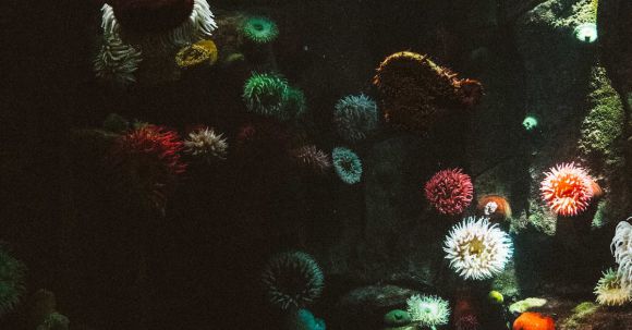 Coral Reef - Assorted-color Corals