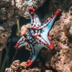 Underwater - Starfish On Brown Stone