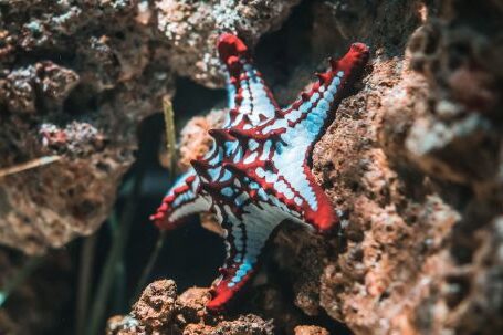 Underwater - Starfish On Brown Stone