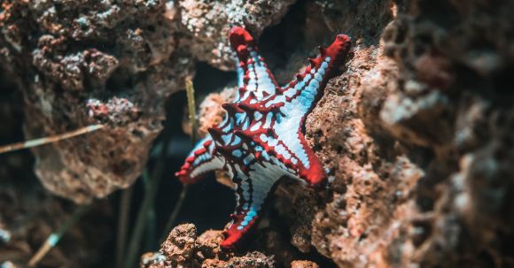 Underwater - Starfish On Brown Stone