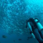 Scuba Diving - scuba diver watching school of gray fish underwater