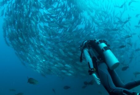 Scuba Diving - scuba diver watching school of gray fish underwater