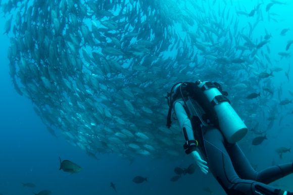 Scuba Diving - scuba diver watching school of gray fish underwater