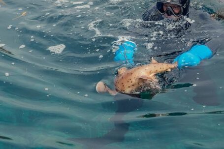 Scuba Diving - Scuba Diver on Water Surface Holding a Fish