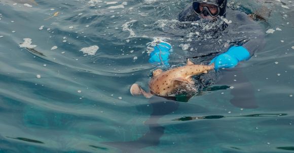 Scuba Diving - Scuba Diver on Water Surface Holding a Fish