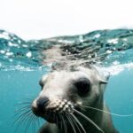 Underwater - Charming wild seal baby swimming in blue clear rippling sea water during sunny day on surface