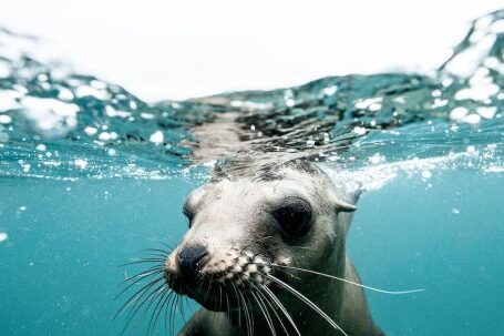 Underwater - Charming wild seal baby swimming in blue clear rippling sea water during sunny day on surface