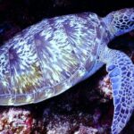 Diving Locations - Underwater Photography of Brown Sea Turtle