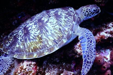 Diving Locations - Underwater Photography of Brown Sea Turtle