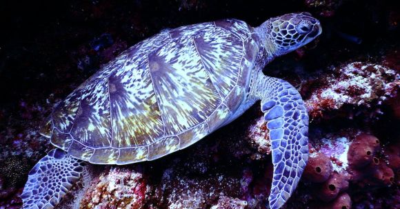 Diving Locations - Underwater Photography of Brown Sea Turtle