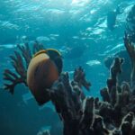Snorkeling - underwater environment.