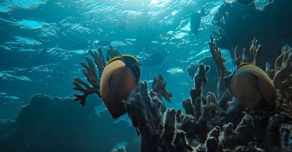 Snorkeling - underwater environment.